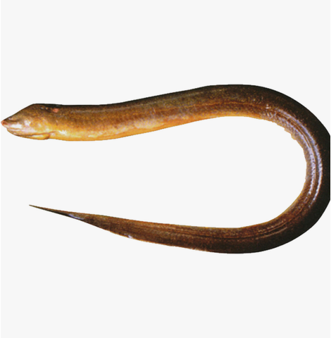 Asian Swamp Eel 1pc Approx