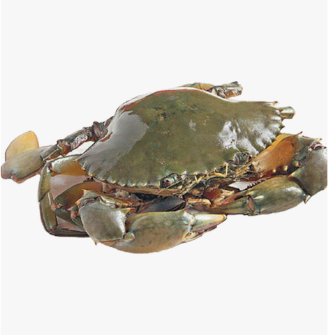 A Class Virgin Crab 1pc Approx. 600g