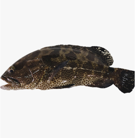 Camouflage Grouper 1pc Approx