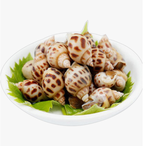 Babylon Shell Approx