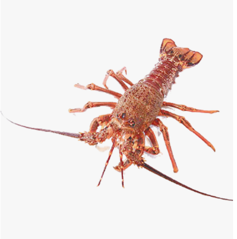 Australian Lobster 1pc Approx. 900g