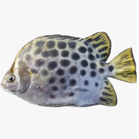 Spotted Acat 1pc Approx