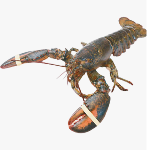 Boston Lobster 1pc