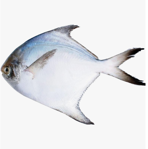 Silver Pomfret 1pc Approx