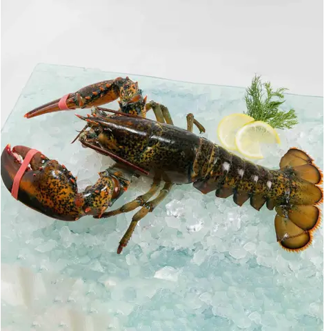Canada Live Lobster Large 1pc