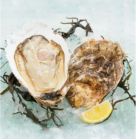 USA Pacific Oyster - Jumbo 1 Piece