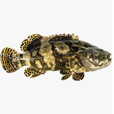 Hybrid Grouper Approx