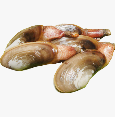 Geoduck (Small) 5pcs