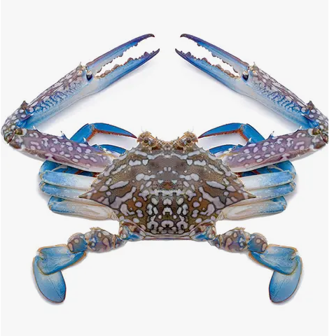 Blue Flower Crab Approx. 600g